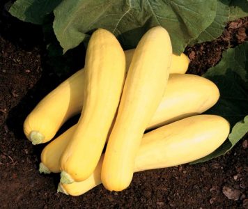 Top Seeds for New Gardeners Image